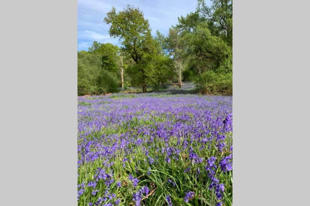 Creag Mhor Self Catering Holiday Apartment Aberfoyle  Extérieur photo